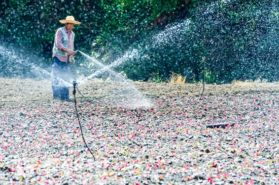 24일 제주시 애월읍 하가리 비트밭에 한 농민이 스프링클러를 이용하여 농경지에 물을 주고 있다. 고봉수 기자 chkbs9898@jejunews.com
