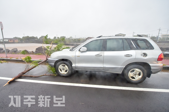 제19호 태풍 솔릭의 영향으로 23일 서귀포시 대정읍 안성리 주변에 주차된 차량이 부러진 나무에 의해 파손되어 있다. 고봉수 기자 chkbs9898@jejunews.com