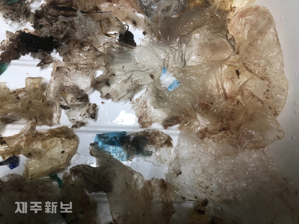 2012년 7월 제주시 애월읍 고내리 연안에서 죽은 채 발견된 푸른 바다거북 사체 뱃속에서 나온 쓰레기들.