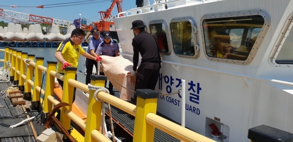 해경이 지난해 8월 1일 서귀포시 대정읍 가파도 인근 해상에서 발견된 30대 여성의 시신을 수습, 병원으로 옮기고 있다.