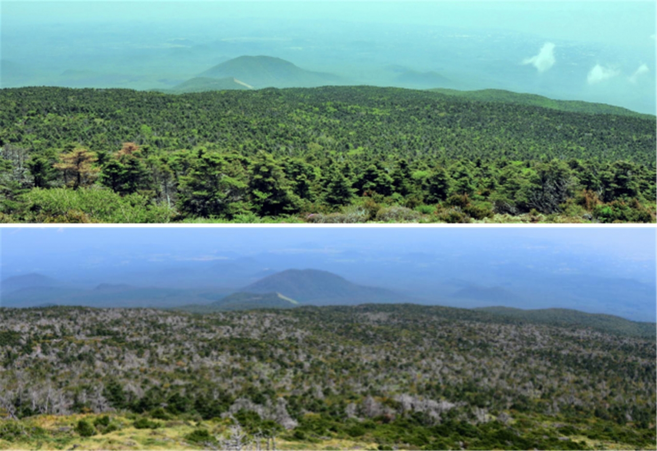 한라산 진달래밭 구상나무림 2009년(사진 위)의 모습과 2016년의 모습.