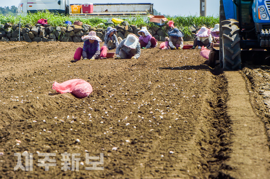 마늘 파종 작업 중인 농민들. 제주신보 자료사진