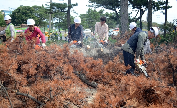 작업 인부들이 소나무재선충병에 감염된 고사목을 제거하는 있는 모습.