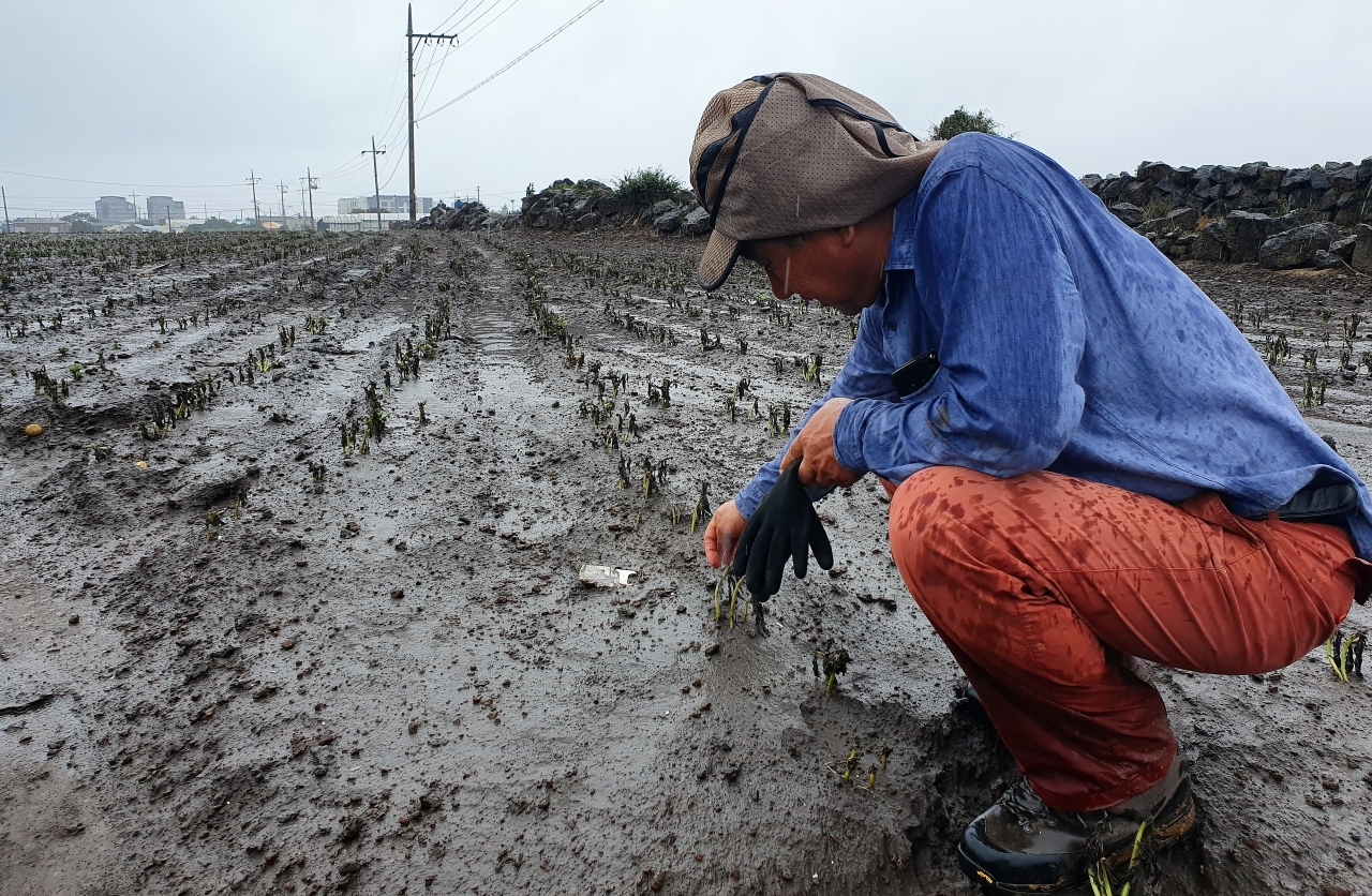 8일 오전 서귀포시 대정읍 하모1리에 있는 한 감자밭에서 만난 문신봉씨(59)가 폭우 속에서 싹이 썩어가는 감자를 가리키고 있다. 제주신보 자료사진
