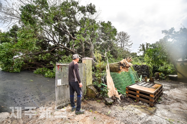 제18호 태풍 “미탁”이 북상중인 가운데 2일 서귀포시 성산읍 삼달리 한 과수원 앞 100년생 나무가 강풍에 쓰러져 있다. 고봉수 기자 chkbs9898@jejunews.com
