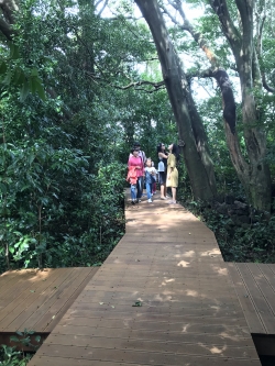 동백숲을 걷고 있는 탐방객들의 모습.