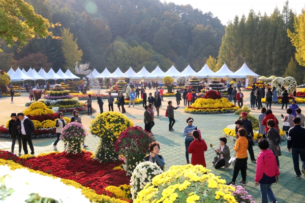 제12회 청남대 국화축제가 오는 10일까지 개최되고 있다.