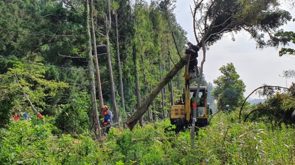 지난해 5월 중단됐던 비자림로 확장공사가 27일 재개된 가운데 2구간에 대한 삼나무 벌재 작업이 진행되고 있다.