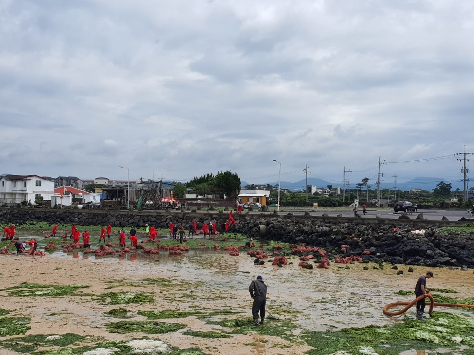 지난 22일 제주시 조천읍 신흥리 해안에서 조천읍 바다환경지킴이와 해병대 장병들이 파래를 수거하고 있다.