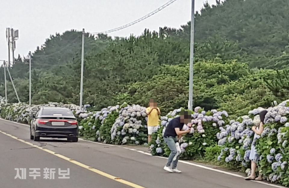 지난 27일 제주시 구좌읍 종달리 수국꽃길에서 관광객들이 도로로 나가 사진을 찍고 있다.