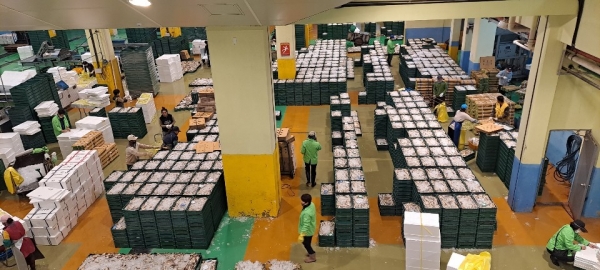 한림수협 수산물 위판장에서 경매가 끝난 참조기를 쌓아 놓은 모습.