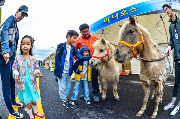 지난해 열린 고마로 마문화 축제에서 어린이들이 작은 말(미니 홀스)을 만져보고 있다.