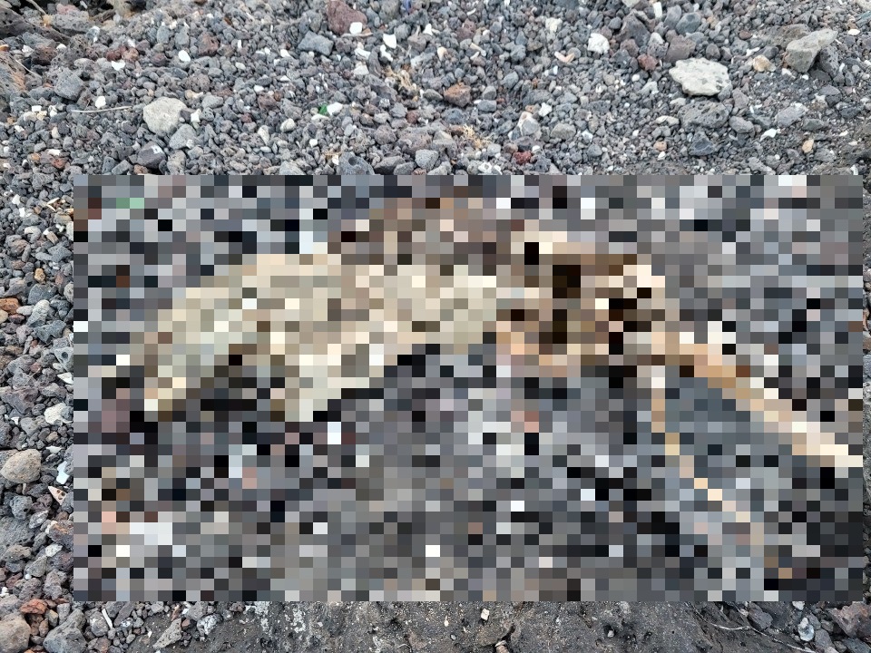 최근 제주시 구좌읍 행원리 한 방파제에서 발견된 고양이 사체.