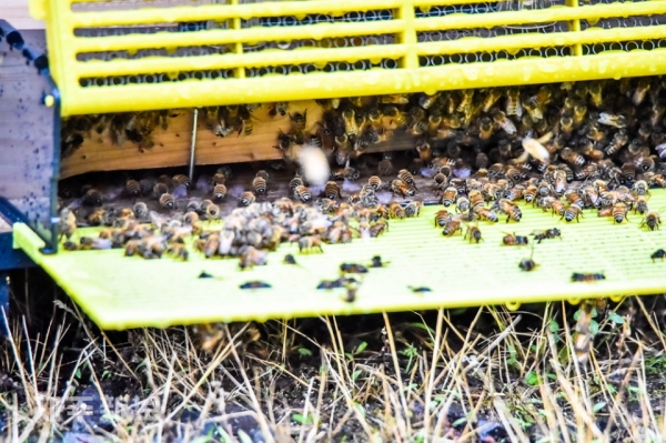 도내 양봉농가의 봉군에서 꿀벌이 몰려 있는 모습.