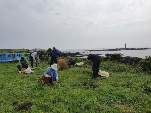 제주시 해안지역에서 서양금혼초를 제거하는 모습.