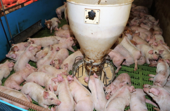 도내 한 양돈장에서 사육되는 돼지들. 사진은 기사 내용과는 관련 없음.
