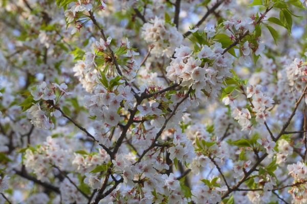 제주시 봉개동에 자생하는 왕벚나무. 천연기념물 제159호로 지정됐다.