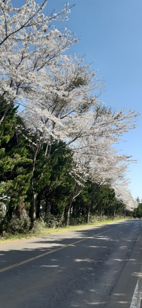 가세오름에서 내려온 뒤 출발지까지 연결돼 있는 토산세화로 도로. 벚나무와 향나무가 함께 어우러져 색다른 풍광을 선사한다.