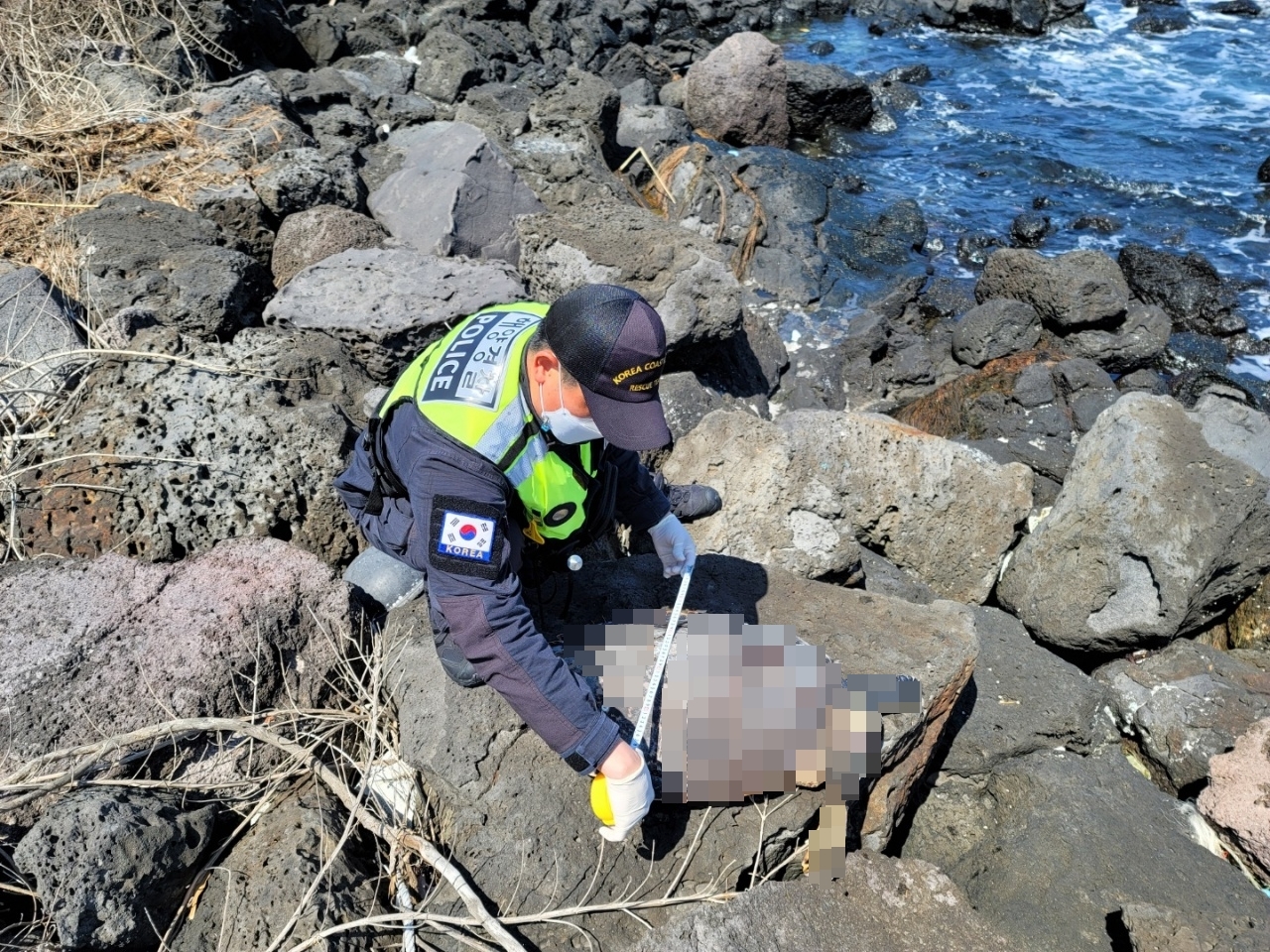 발견된 푸른바다거북 사체. 사진=제주해양경찰서 제공