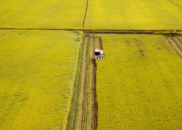 콤바인이 황금들녘을 가로지르며 벼를 수확하고 있다. 전북 김제시는 전국 쌀 생산량의 40분의 1을 생산하고 있다. 사진 제공=김제시