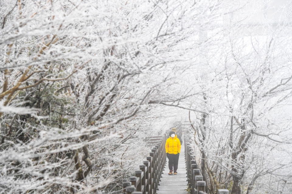 한라산에 첫 눈이 내린 30일 1100고지 습지탐방로를 방문한 관광객들이 설경을 만끽하고 있다.