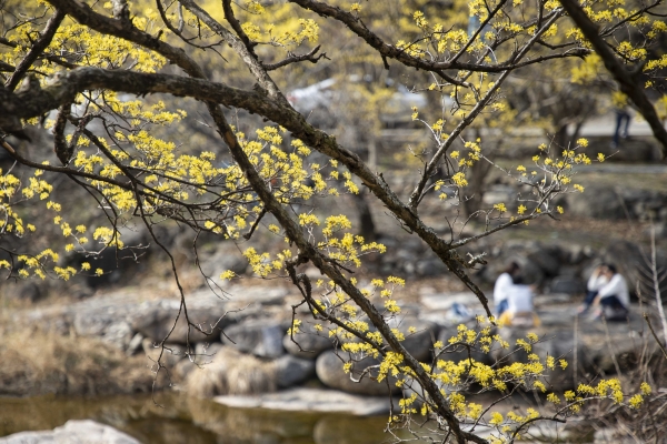 지난해 봄 노란 꽃물결이 일어난 구례군 산동면 산수유 군락지 일대 모습.(사진=구례군 제공)
