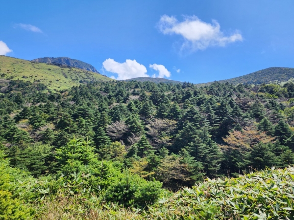 한라산 구상나무 자생지 모습(세계유산본부 제공)