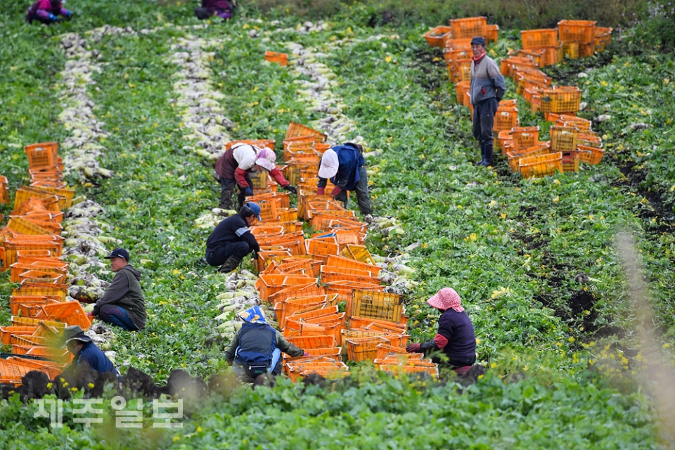 월동무를 수확하는 농민들. 제주일보 자료사진