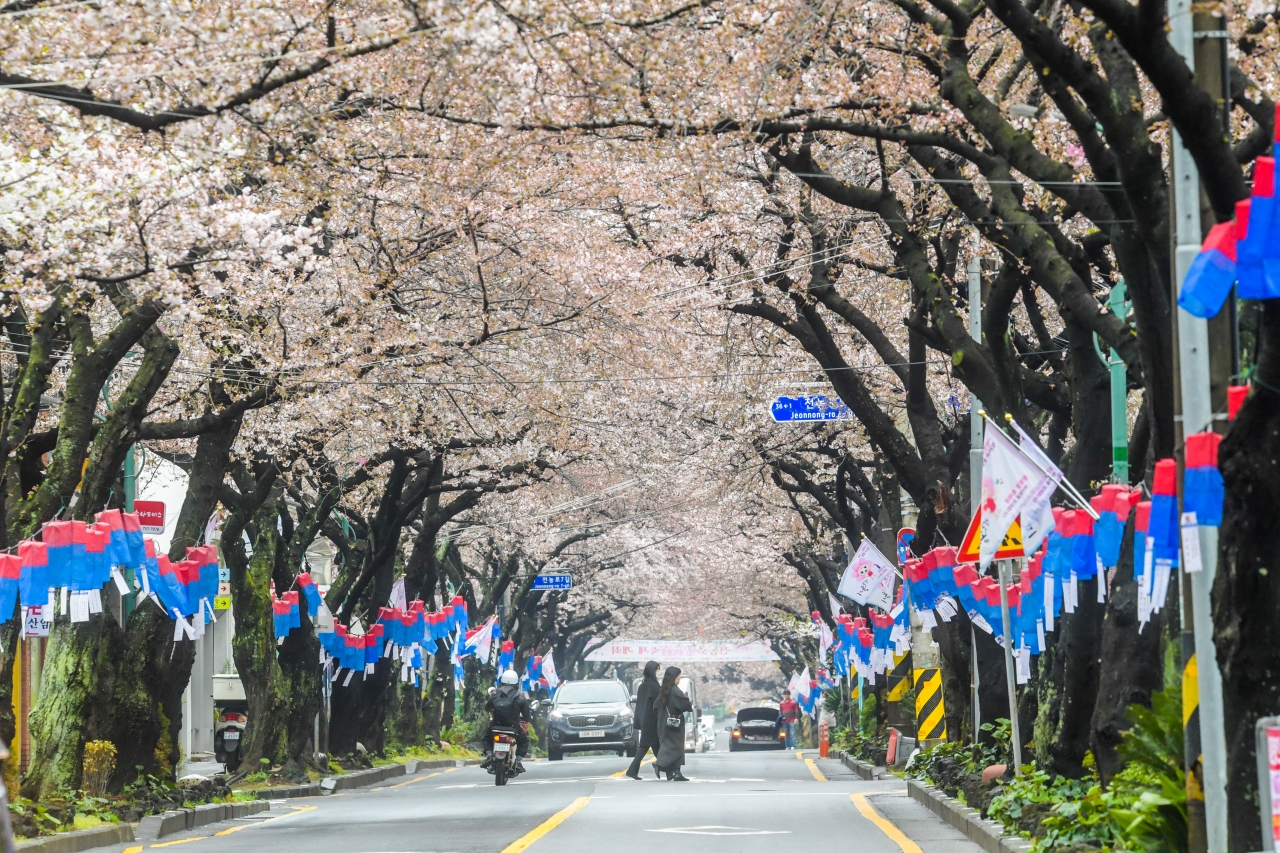 지난해 3월, 전농로에서 왕벚꽃 축제가 열린 모습. 전농로 벚꽃길에는 홍랑의 무덤터 표지석이 있다. (제주일보 자료사진)