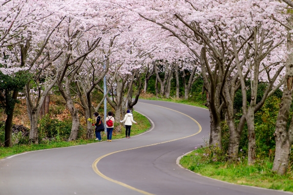 성산읍 신풍리 벚꽃터널 모습. 신풍리마을회 제공.
