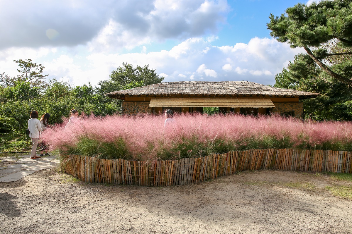 올해 9~11월에 열린 핑크뮬리 축제의 모습. 휴애리 자연생활공원에서는 꽃을 테마로 사계절 내내 축제가 열리고 있다.