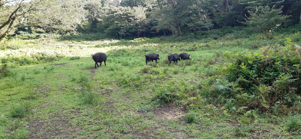 제주시 아라동에 있는 오름인 삼의악 고사리평원에서 떼 지어 다니는 멧돼지들.