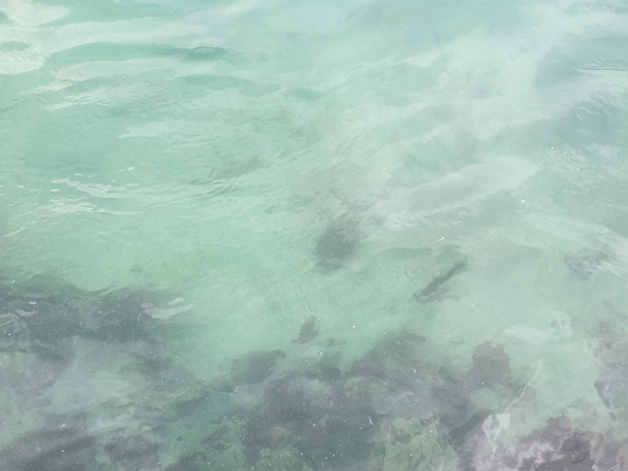 5일 행원육상양식단지 앞 바다에 죽어 있는 광어