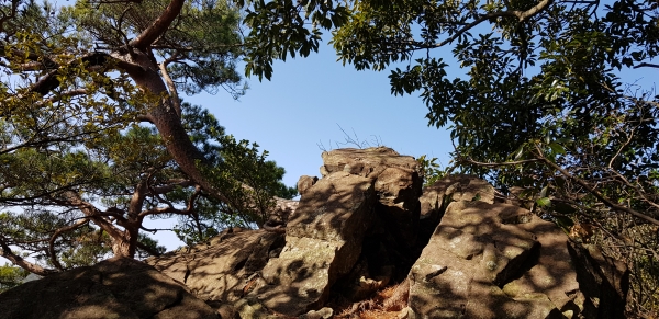 선돌오름 정상. 커다란 바위와 그 틈에서 자라난 기이한 형태의 소나무가 멋들어지게 앉아 있다.
