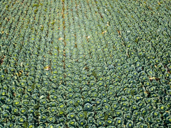 제주시 한림읍 수원리에 있는 양배추 밭을 드론으로 촬영한 모습. 고봉수기자 chkbs9898@jejunews.com