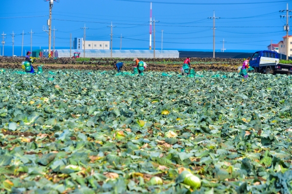 제주시 한림읍 수원리에서 농민들이 양배추를 수확하고 있다. 고봉수기자 chkbs9898@jejunews.com