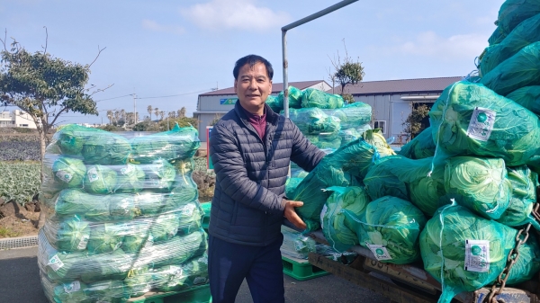 김학종 제주양배추생산자연합회장이 수확한 양배추를 화물차에 옮기고 있다.
