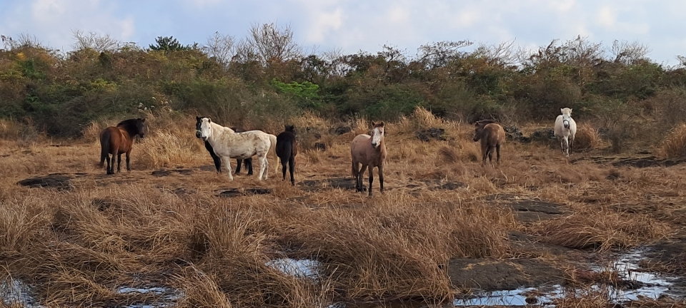 월랑지 옆 연못에서 풀을 뜯고 물 마시는 말들.