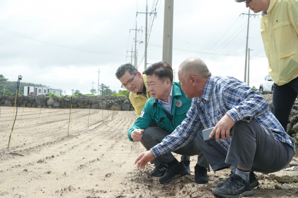 오영훈 제주도지자는 10일 구좌읍 행원리에 있는 당근밭을 방문, 태풍 피해 상황을 점검했다.