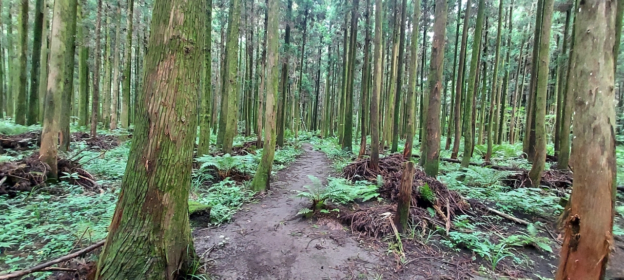 진수내의 삼나무 숲길. 숲길을 산책하다 보면 마음의 여유로움을 느낄 수 있다.
